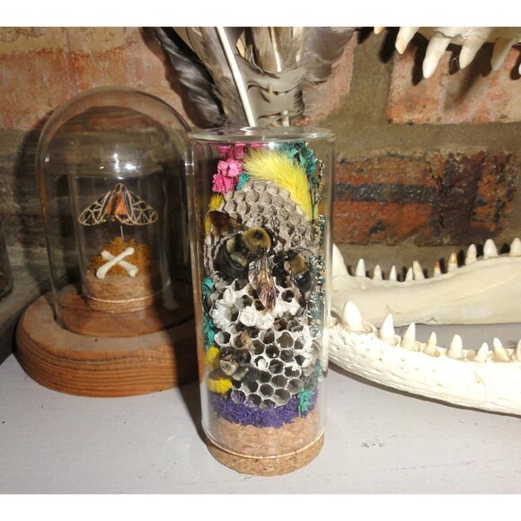 Wasp Nest & Carpenter Bee Oddity Jar curiosity dome hive insect taxidermy goth - Picture 12 of 16
